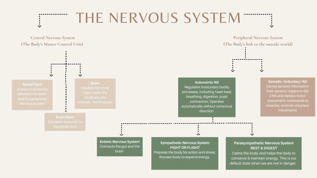 The Nervous System Overview
